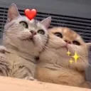 ♡ Kittens ♡'s icon