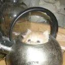 Мурчащий бублик