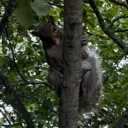 Guardian Angels Grove