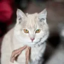 Cat 𝙒𝙤𝙧𝙡𝙙'𝙨
