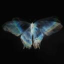 Butterfly Effect Discord Server Icon