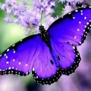 Scratchin 4 Butterflies