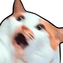 Kats Kittens