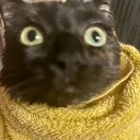 Gatoz/tox Discord Server Icon