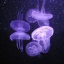 Stereo Hearts Discord Server Icon