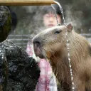 Capybara Paradise ₍ᐢ•(ܫ)•ᐢ₎