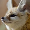 Fennecordia Discord Server Icon