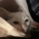 Grexxster's Discord server icon