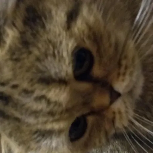 ಠಠಡನೋ — мониторинг Discord сервера, статистика и рейтинг