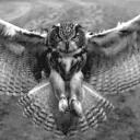 Sleepy Owls