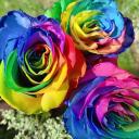 The Flower Garden Discord Server Icon