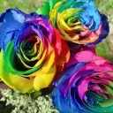 The Flower Garden