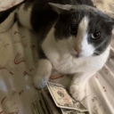 Discovery icon for spring world (✿◠‿◠) Discord server