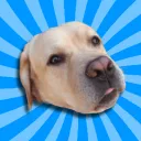 Cuccia di Igor🐕