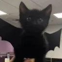 Kings Community's icon