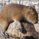 Capytropolis