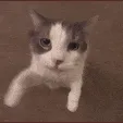 APТИК ♡´・ᴗ・`♡ — мониторинг Discord сервера, статистика и рейтинг