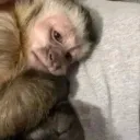 Monkey Land 🙈