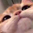 Squewe's Basement avatar