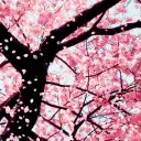 sakura sky's icon