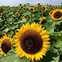 The Sunflower Garden