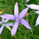 Gaulish Laurentia