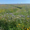 Snows Flower Field