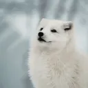 Blank