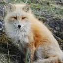 The Fox Den