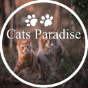 Cats paradise!