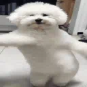 DOGGO GOLOR!! 💯🔥