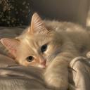 Katzen Café