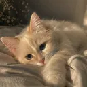 Katzen Café