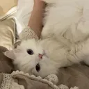 Katzen Café Discord Server Icon