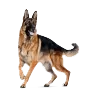 Dog Roleplay Bulgaria [ESX]