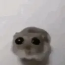 Хомячья семья