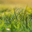 🌱Go Touch Some Grass🌱