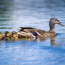 Ducky Pond!!