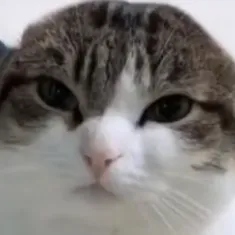 Sleepy Cats💤 — monitoring Discord server, statistics and rating