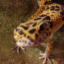 Leopard Gecko Kingdom Discord server icon