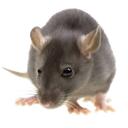 The RatKings Cult Discord Server Icon
