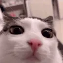 Cat Central