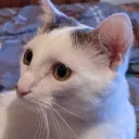 The Craftian Nation Discord Server Icon