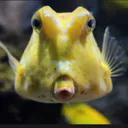 r/aquariumcirclejerking