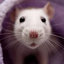 BLUE RAT'S