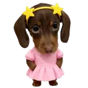 ʬʬ﹒ dachsie’s shoppe ﹒𓍯 ͜
