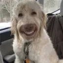 jokesandlaughingcord