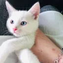 The Love Kitten's icon