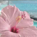 ʬʬ﹒ ꜝꜝ Tropical Luv ! # Social   ୧ ‧₊˚ 🍉 ⋅