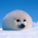 MyPetSeal